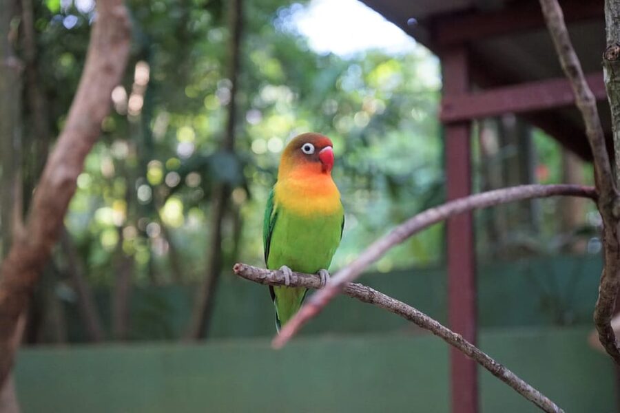 Langkawi: Wildlife Park Admission Ticket - Feeding baskets and practical ways to make it fun