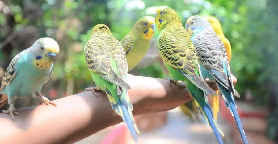 Langkawi: Wildlife Park Admission Ticket - A covered wildlife park makes planning easier