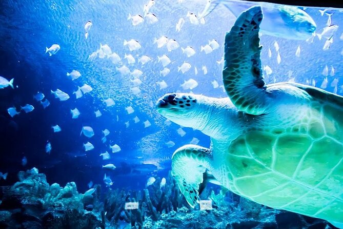 Malaysia: Aquaria KLCC Entry Ticket - Aquaria KLCC entry, and why the KLCC area is convenient