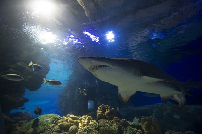 Malaysia: Aquaria KLCC Entry Ticket - Family-friendly value, especially for kids who need a visual win