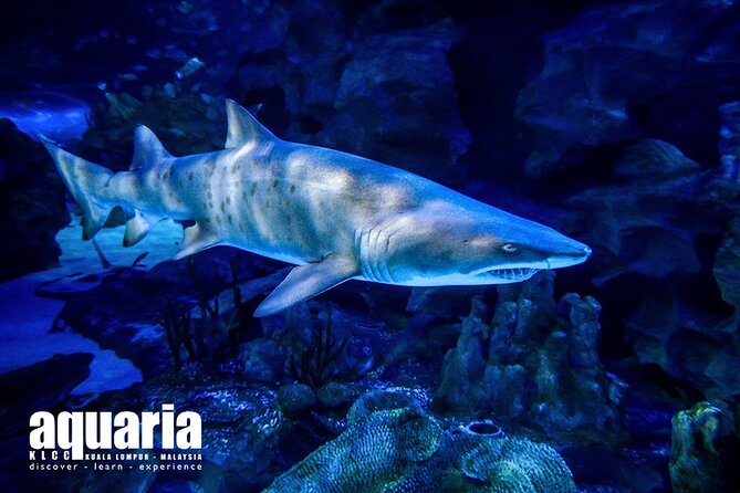 Malaysia: Aquaria KLCC Entry Ticket - Price and value: is $18.52 a fair deal for this KL aquarium?