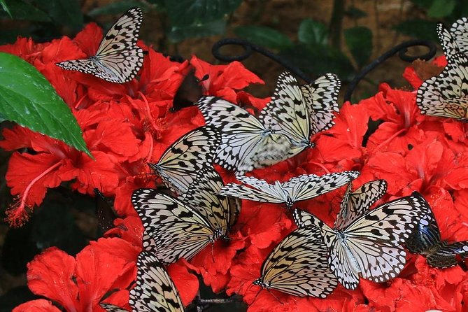 Malaysia: Discover Nature's Wonders with Entopia Entry Ticket - Vita Nova first flight: the moment people talk about