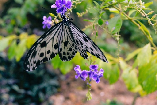 Malaysia: Discover Nature's Wonders with Entopia Entry Ticket - Bug Exploration and Special Appearances: getting close in a safe, guided way