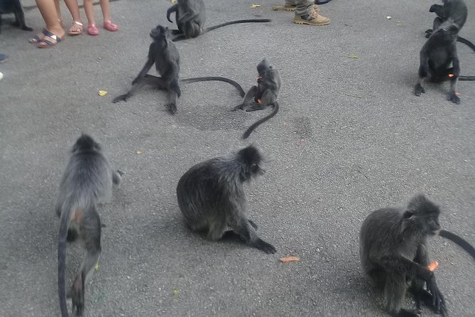 Monkey Hill, Eagle &Firefly Tour+Free Batu Caves Visit.(Per Car) - Bukit Melawati Monkey Hill: the wild encounter you can manage