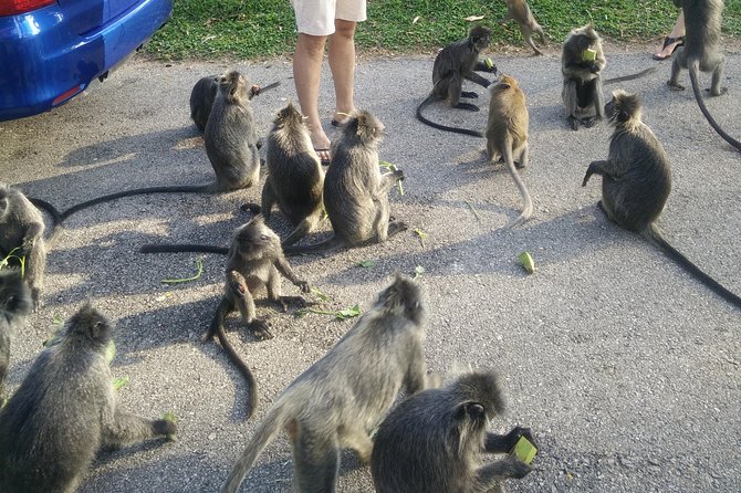 Monkey Hill, Eagle &Firefly Tour+Free Batu Caves Visit.(Per Car) - Firefly boat trip in Kuala Selangor: the night show