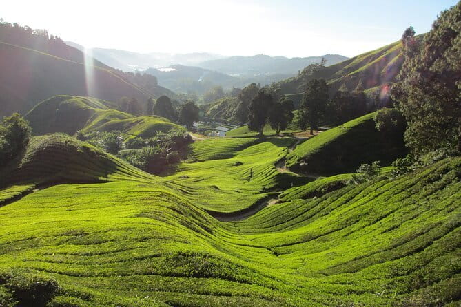 Mossy Forest in Brinchang Tour - The Tour Flow Works Best When You Like Short Stops