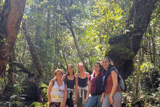 Mossy Forest in Brinchang Tour - Mossy Forest Entrance Fee and the One Big Timing Risk