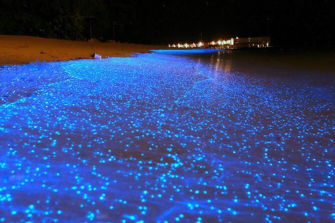 Mystical Nights: Fireflies & Blue Tears Adventure - Key highlights you will remember