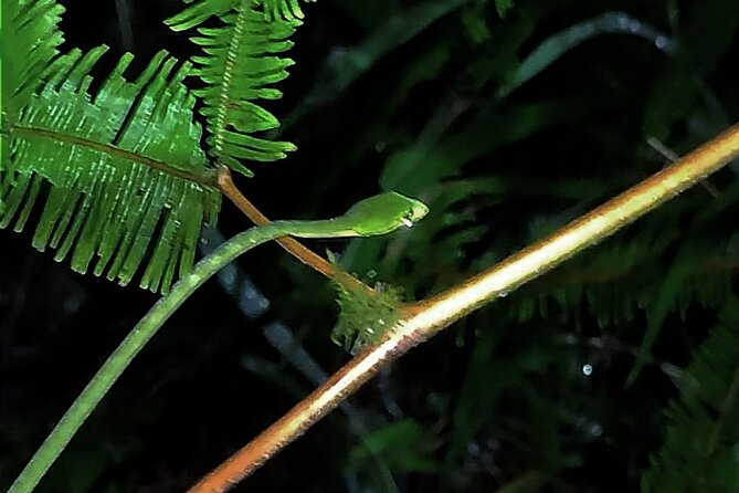 Night Froggy Adventure at Kubah National Park - Key Things to Know Before You Go