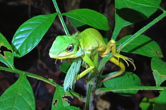 Night Froggy Adventure at Kubah National Park - Kubah at Night: Frogs, Sounds, and the Fun of Seeing Small Things Close-Up