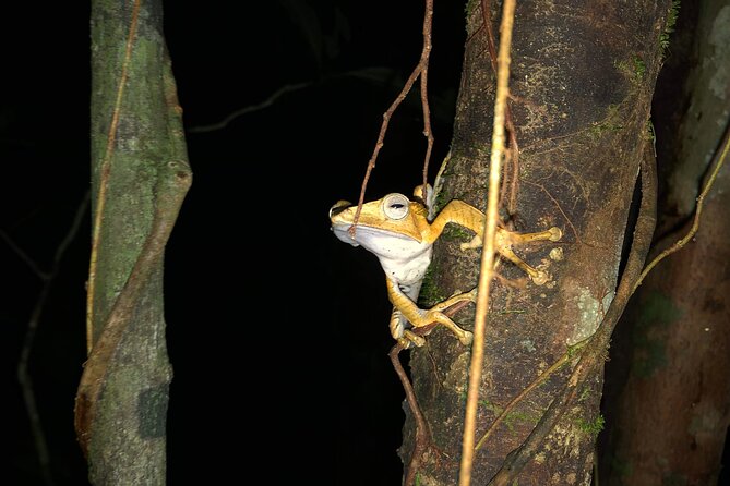 Night Frogs Tour at Kubah National Park - Key things to know before you go