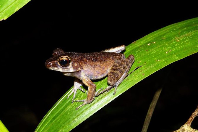 Night Frogs Tour at Kubah National Park - Pickup in Kuching plus bottled water: the practical value