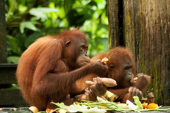Orang Utan Island and Perak Tong Cave From Kuala Lumpur - A KL day trip with rescued orangutans and Perak Tong views