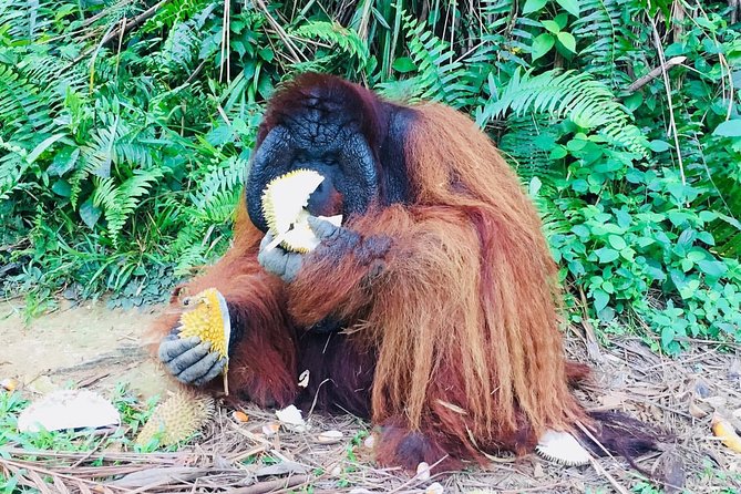 Orang Utan Island and Perak Tong Cave Temple Day Tour from Kuala Lumpur - Perak Tong Cave Temple: Golden Buddha, Cave Murals, and Quiet Atmosphere