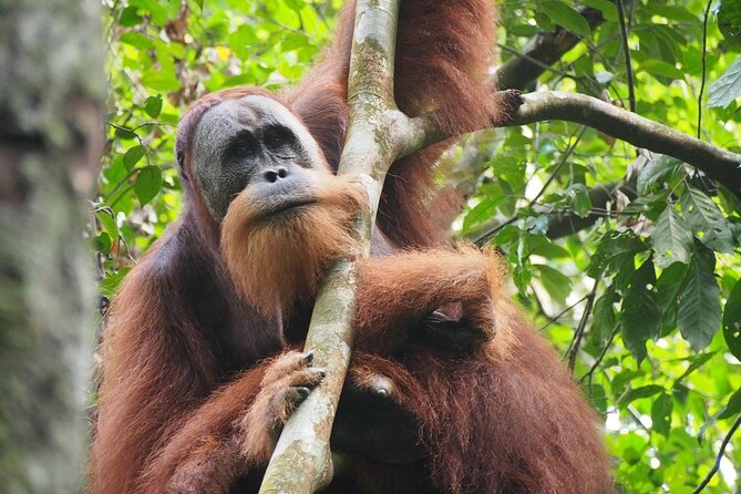 Orang Utan Island and Perak Tong Cave Temple Day Tour from Kuala Lumpur - Timing and Energy: What the 8 to 12 Hours Feels Like