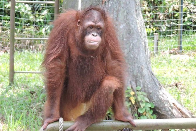 Orang Utan Island and Perak Tong Cave Temple Day Tour from Kuala Lumpur - Who This Tour Fits Best