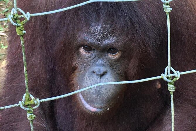 Orang Utan Island Day Tour - Taiping Lake Gardens: A Short Walk to Balance the Day