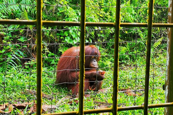 Orang Utan Island Day Tour (Bukit Merah) - Group size, pacing, and what that means for your day