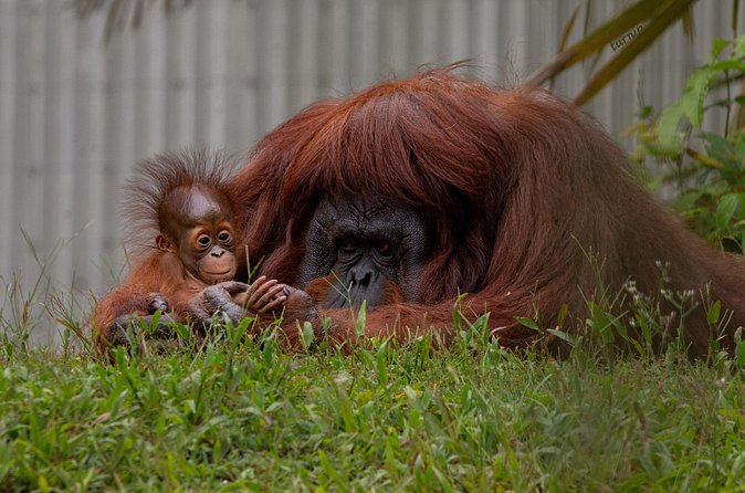 Orangutan Island, A Responsible Wildlife Sanctuary Experience - The Bukit Merah Lake boat ride: your first taste of the semi-wild setting