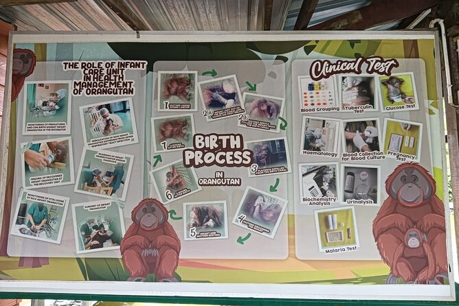 Orangutan Island, A Responsible Wildlife Sanctuary Experience - Price and value: what $153 buys you in real terms