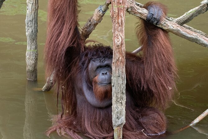 Orangutan Island, A Responsible Wildlife Sanctuary Experience - The driver-host experience in Penang, including Vejay’s storytelling style