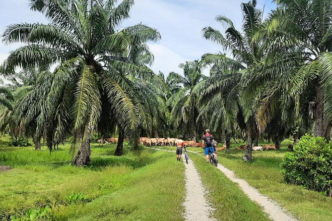 Penang Countryside Cycling Tour. PPA2 by Matahari - First Things First: 7:00 am Start, Balik Pulau, and the Smooth Transfer