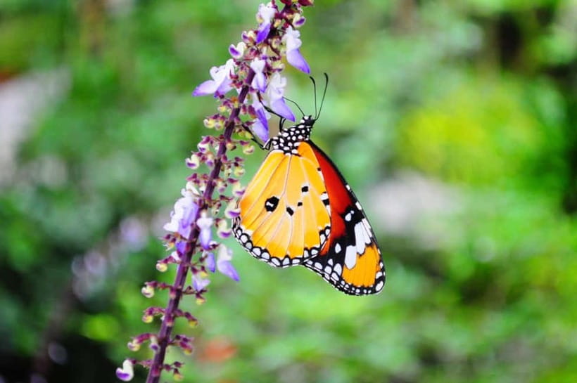Penang: Entopia General Admission Tickets - First Look Inside Entopia in Teluk Bahang