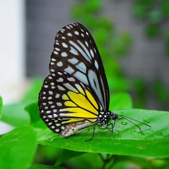 Penang: Entopia General Admission Tickets - Natureland Outdoor Gardens for 200 Flora and Real-World Habitat