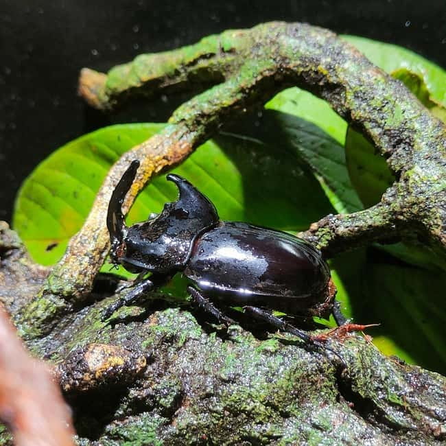 Penang: Entopia General Admission Tickets - Nature’s Classroom: Free-Roaming Butterflies and Bug Encounters