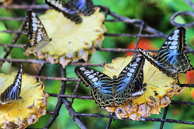 Penang Round Island Tour With Tropical Spice Garden & Entopia Butterfly Farm - Tropical Spice Garden: 500-plus plant species and a good shade strategy