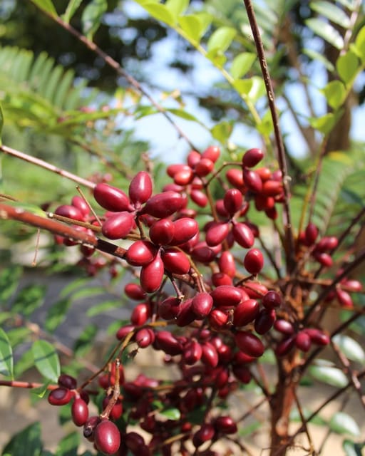 Penang: Tropical Fruit Farm Ticket - Key things to know before you go