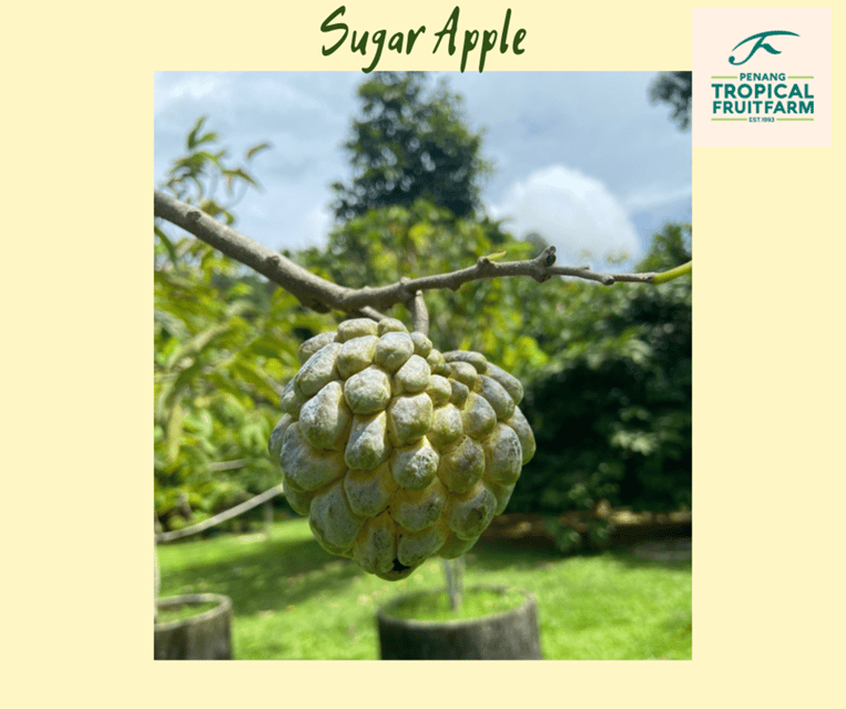 Penang: Tropical Fruit Farm Ticket - A sweet, practical orientation for your day in Penang