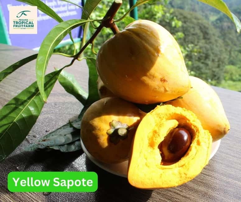 Penang: Tropical Fruit Farm Ticket - Who this Penang fruit farm ticket suits best