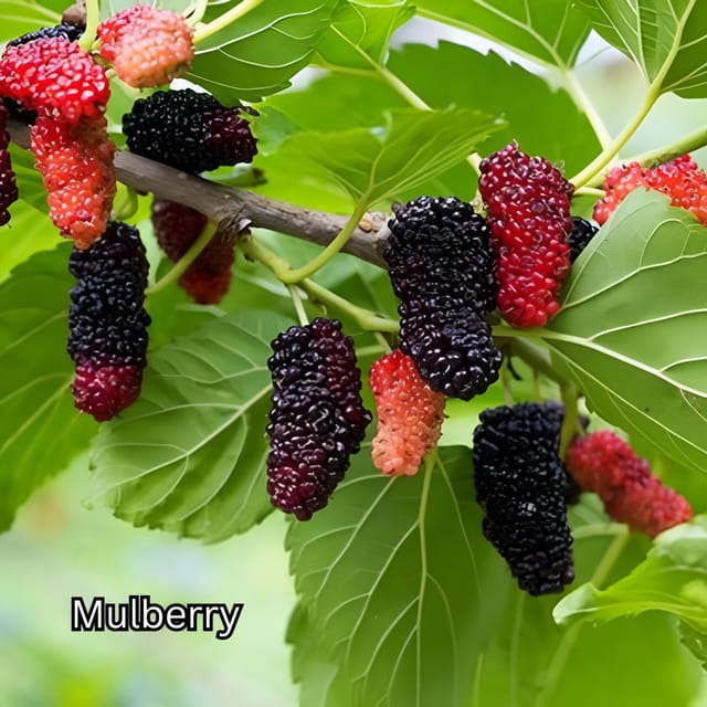 Penang: Tropical Fruit Farm Ticket - Getting to Teluk Bahang and finding the farm fast