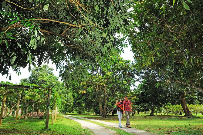 Penang Tropical Fruit Farm with Fruit Tasting - Entering the tropical fruit farm, what the guide is really doing