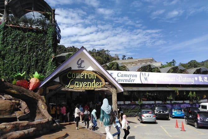 Private: Cameron Highlands 2 days 1 night Trip - Private Cameron Highlands With 4x4 Transfers From Kuala Lumpur