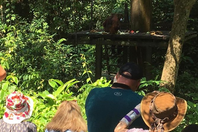 Private Full Day Sepilok Orang Utan, Bornean Sun Bear and Rainforest Discovery Center Tour - Sepilok Orangutan Rehabilitation Centre, the must-stop for ape rehab