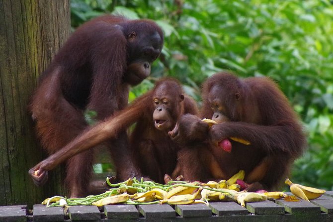 Private Full Day Sepilok Orang Utan, Bornean Sun Bear and Rainforest Discovery Center Tour - Price and value: what $125 buys in a one-day rainforest circuit