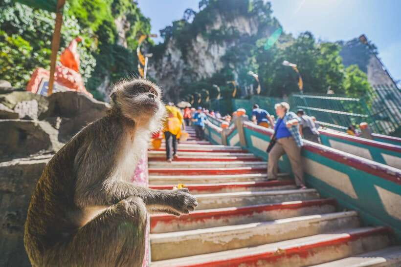 Private KL City Tour with Petronas Twin Towers & Batu Caves - Price and value for an 8-hour private KL day