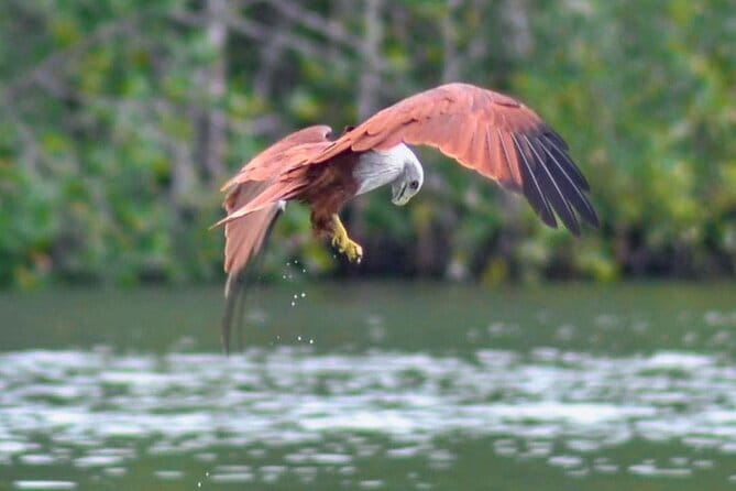 Private Langkawi Mangrove Forest Boat Tour Tg Rhu with Lunch - Hotel pickup and the practical side of a private tour