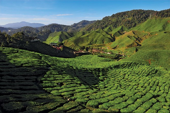 Private Nature Trip to Cameron Highlands from Kuala Lumpur - Getting From Kuala Lumpur or Petaling Jaya Without the Headache