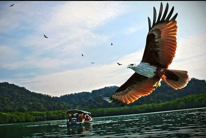 Private Tg Rhu Mangrove Forest Boat Tour With Lunch on A Floating Restaurant - Tanjung Rhu mangroves, caves, and islands in a 4-hour sprint
