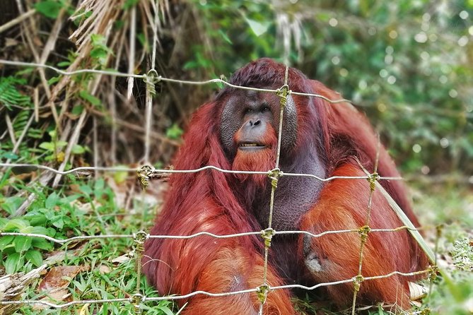 Private Tour: Ipoh Secrets Taiping Heritage & Orang Utan Island - Key highlights worth planning for