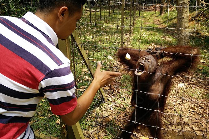 Private Tour: Ipoh Secrets Taiping Heritage & Orang Utan Island - How this private day really works (pickup, pace, and what you control)