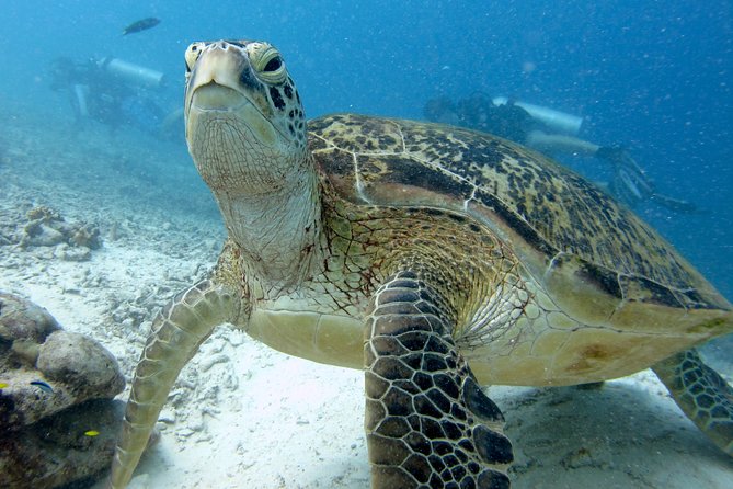 RAID Try-Dive Experience in Kota Kinabalu - Key Things I’d Bookmark Before You Go