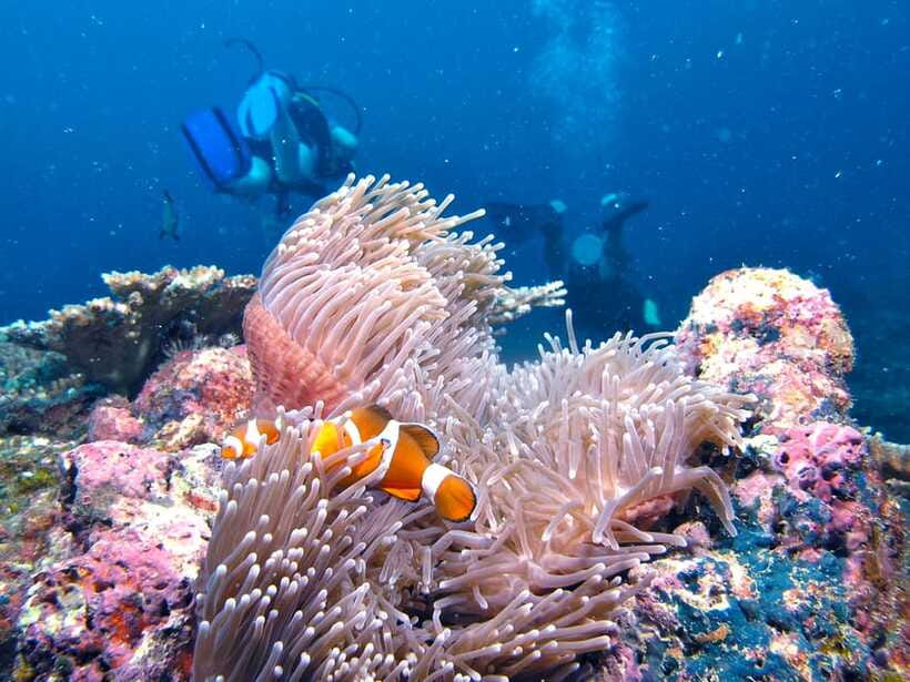 RAID Try-Dive in Kota Kinabalu, Sabah - The value of a RAID try-scuba day in Kota Kinabalu’s Marine Park