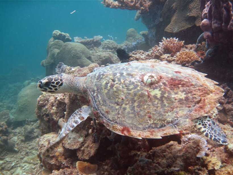 RAID Try-Dive in Kota Kinabalu, Sabah - Second reef swim: a max around 12 meters, then back to the city