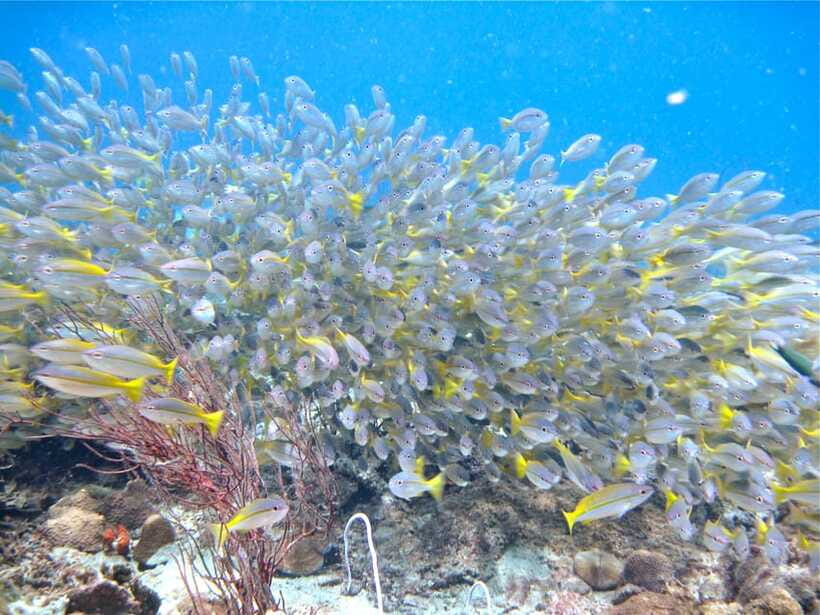 RAID Try-Dive in Kota Kinabalu, Sabah - Gear, comfort, and what you need to know about health rules