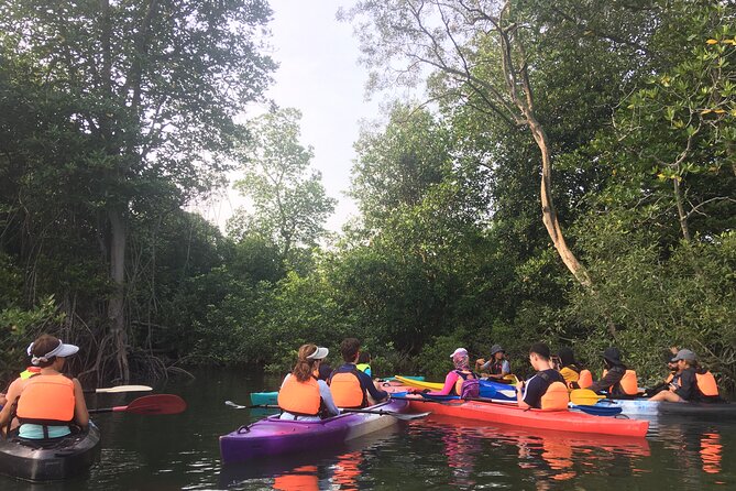 River Exploration and Mangrove Nature Tour by kayaking - Morning Versus Sunset: How Timing Changes What You See