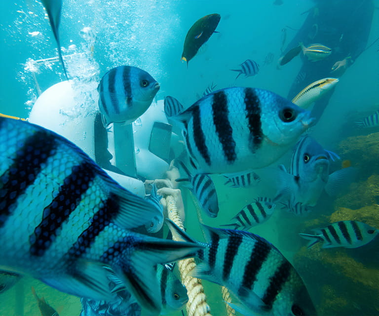 Sabah: Dreamer Island Snorkeling Day Tour Ticket - What You Can See Underwater, Clownfish, Coral, and Sea Turtles